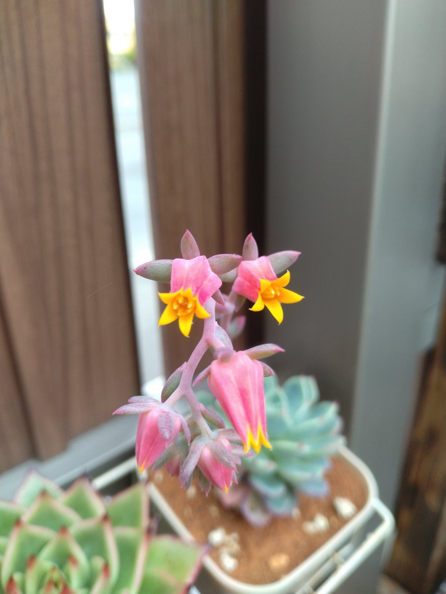citta420's tweet photo. エケベリアの花は可愛い https://t.co/GCDtHT2fF7