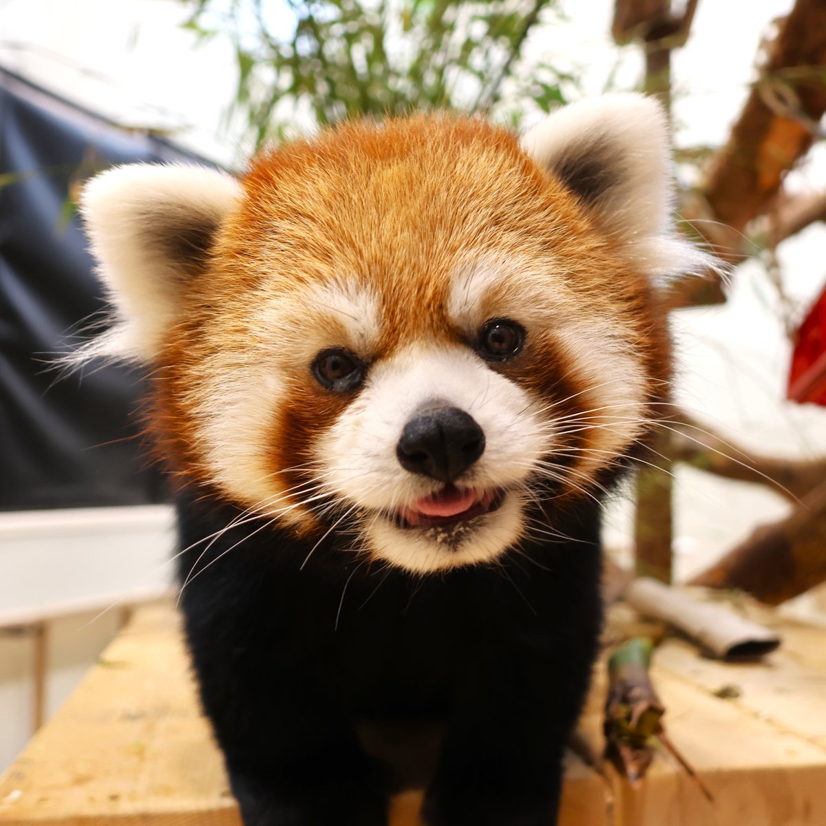RWPZoo's tweet photo. In case you needed a reason to smile today! 😄 https://t.co/lK96akDASy