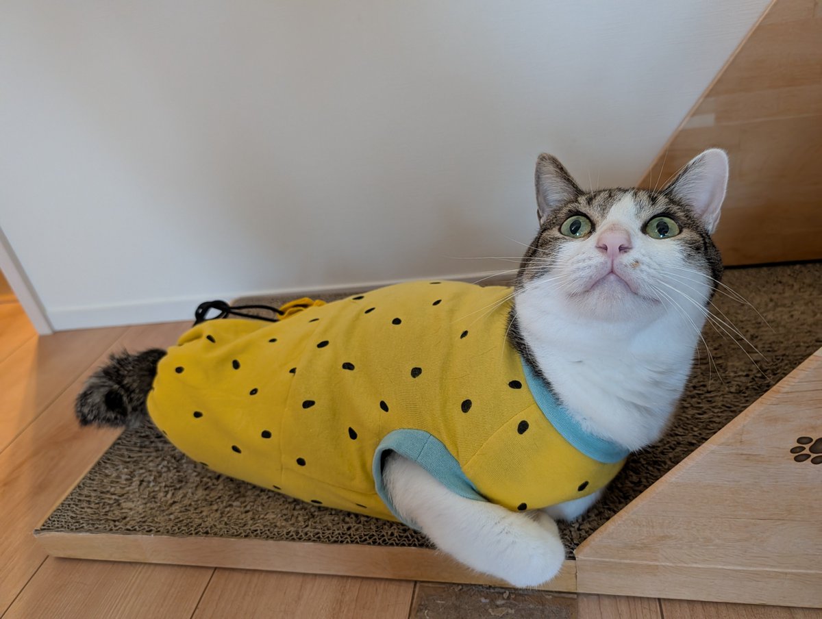 MatsuriCatFes's tweet photo. 早起きの黄色いスイカ https://t.co/CMhz6xO7yv
