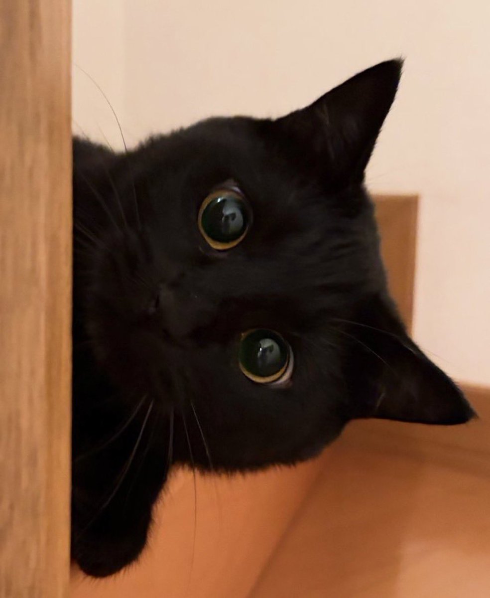 BASTSFANGS's tweet photo. peeking in https://t.co/gzfdA3gaVY