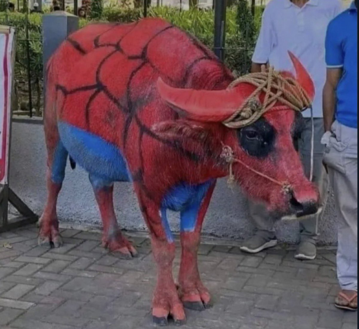 OutOfContextCol's tweet photo. Locura total en Villavicencio para el estreno de Spider-Man: Un nuevo día https://t.co/A91Gs8B0AX