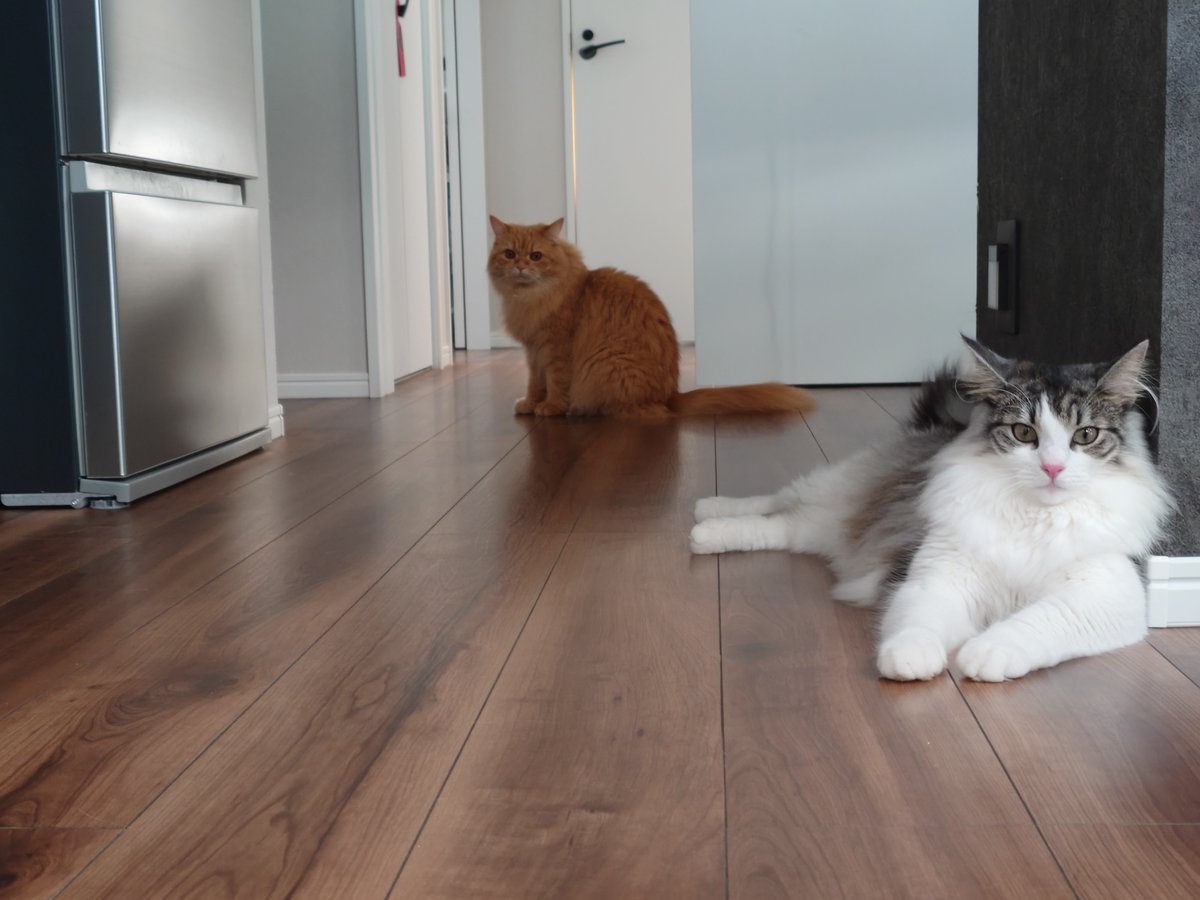 Ap1Kamiriru's tweet photo. #猫のいる風景 https://t.co/J3EDuNpHhF