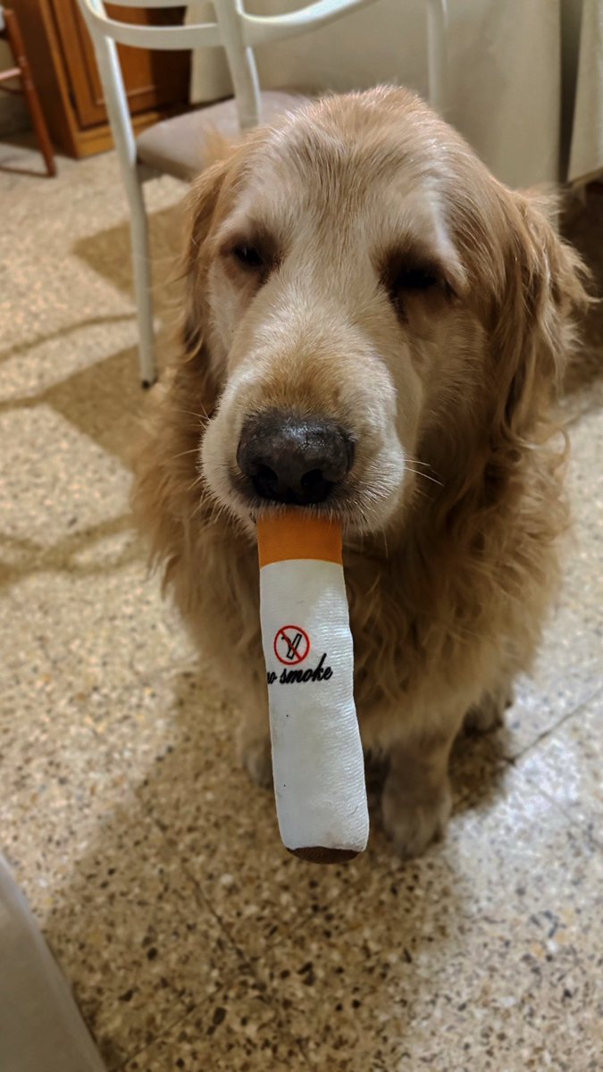 _lakaiser's tweet photo. los juguetes que le acabo de comprar a mis perros tienen que cerrar la veterinaria https://t.co/FntEqEP5g9