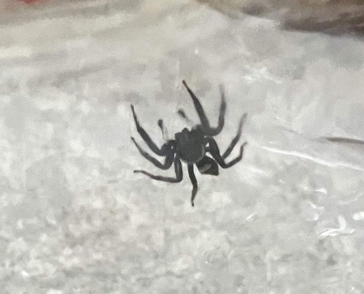 arigatone16's tweet photo. 洗面所で遭遇。可愛い🥹🕷️さんに呼びかける事10分、🕷️さんの飼育難しいな…と思い外出してもらいました。東京砂漠では滅多に遭遇出来ないからちょっと寂しい😔 https://t.co/ZiuJfFyDBO