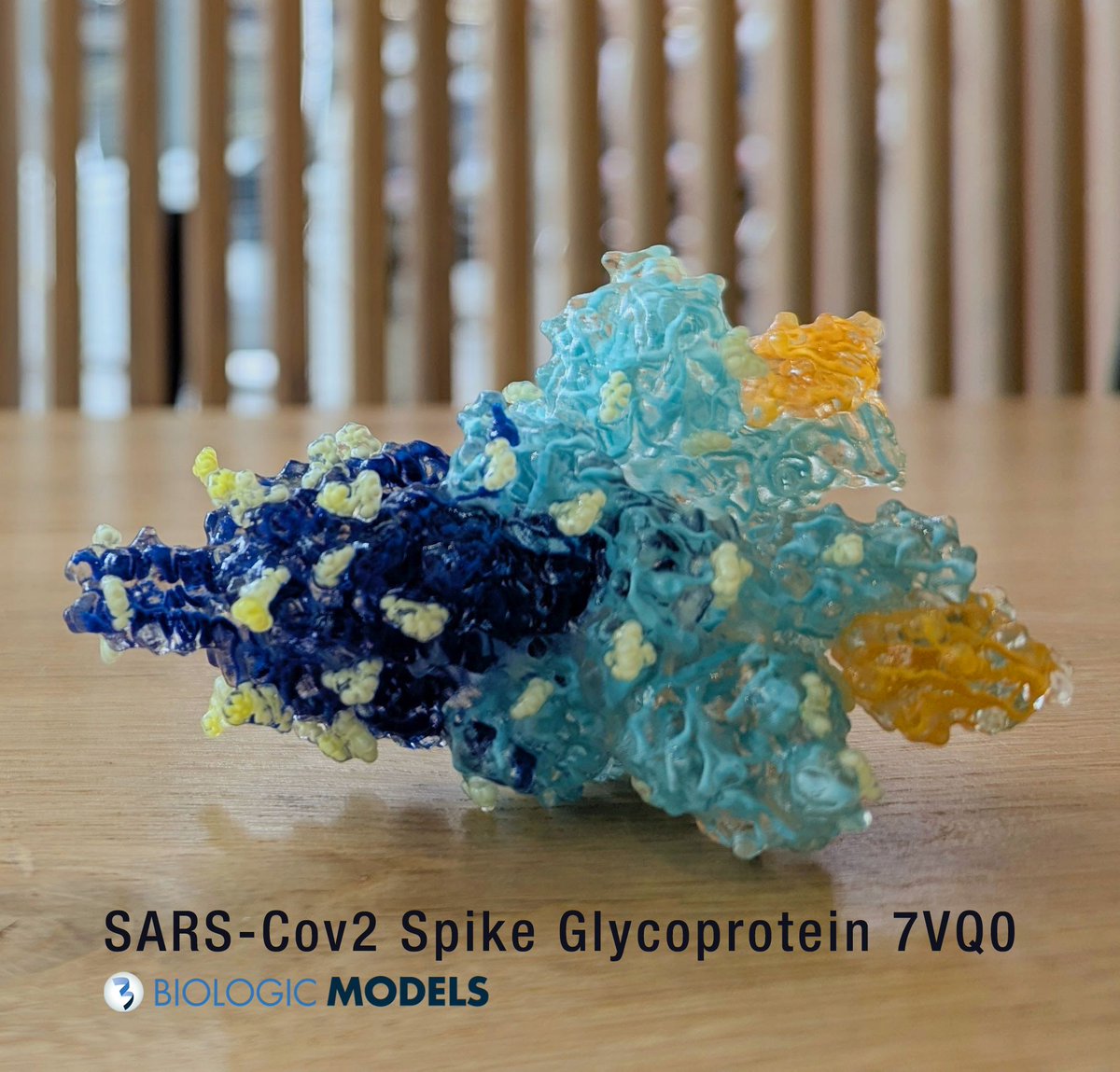 BiologicModels's tweet photo. This 3D print of Neutralizing Nanobodies bound to the #SARS-CoV2 #Spike Glycoprotein #Omicron variant combines the ribbon interior of Spike subdivided into the S1 (cyan) and S2 domains (blue) with its volumetric surface. Sumbit a 3D print request at https://t.co/yVFDY0ttzs https://t.co/lXnYqkWRcT