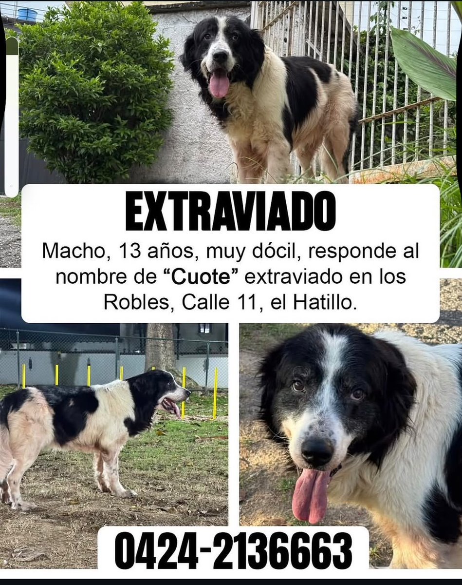 gracon27's tweet photo. #Caracas
#ElHatillo
#LosRobles
🚨🚨🚨🚨🚨🚨🚨🚨🚨🚨🚨
Favor difundir💚🙏🏻🐶
Gracias 🫂🇻🇪 https://t.co/r9reL4WGcu