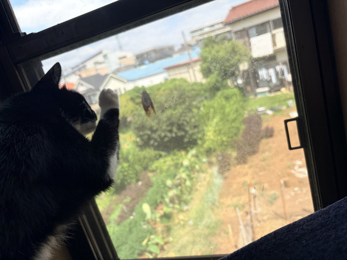 RayUPipI_'s tweet photo. セミが窓に止まって、興味津々のニャンズたち🐱♡
可愛すぎる https://t.co/yKTxR6bm79