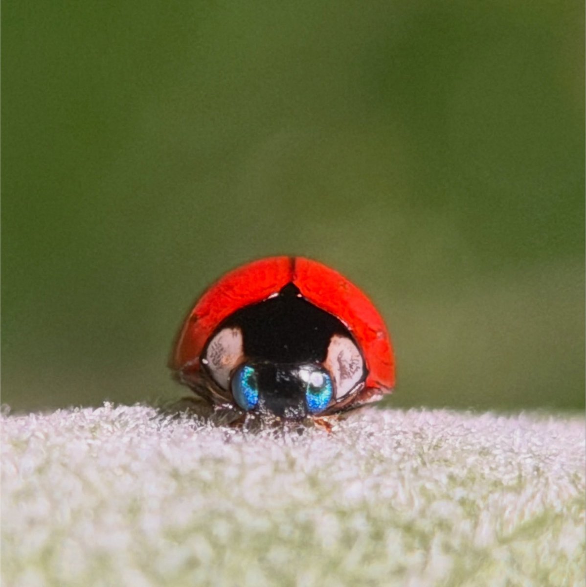 bugoclock's tweet photo. so...cute.. tiny spotless ladybug w the bluest eyes https://t.co/CPTDnHulQ5