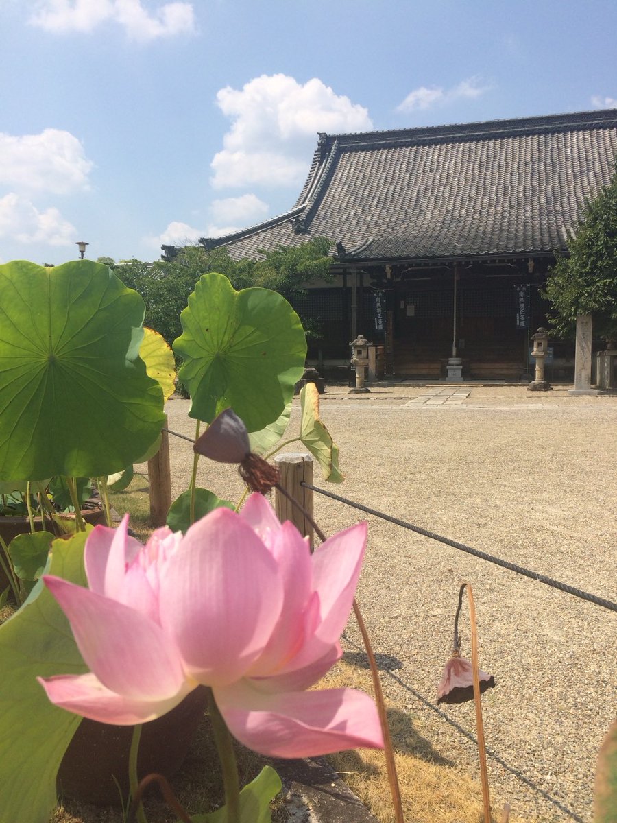 thailax24's tweet photo. 蓮の花と西大寺(奈良県)
元タイマニア　Kジ

#thailax24#タイラックス24
#道頓堀マッサージタウン
#本格安
#大阪
#なんば
#道頓堀
#24時間営業
#年中無休  
#リラクゼーション
#crosshotelosaka 
#タイ古式マッサージ
#クロスホテル大阪
#蓮の花
#西大寺
#わたしは奈良派 https://t.co/SFR0ngxMBl