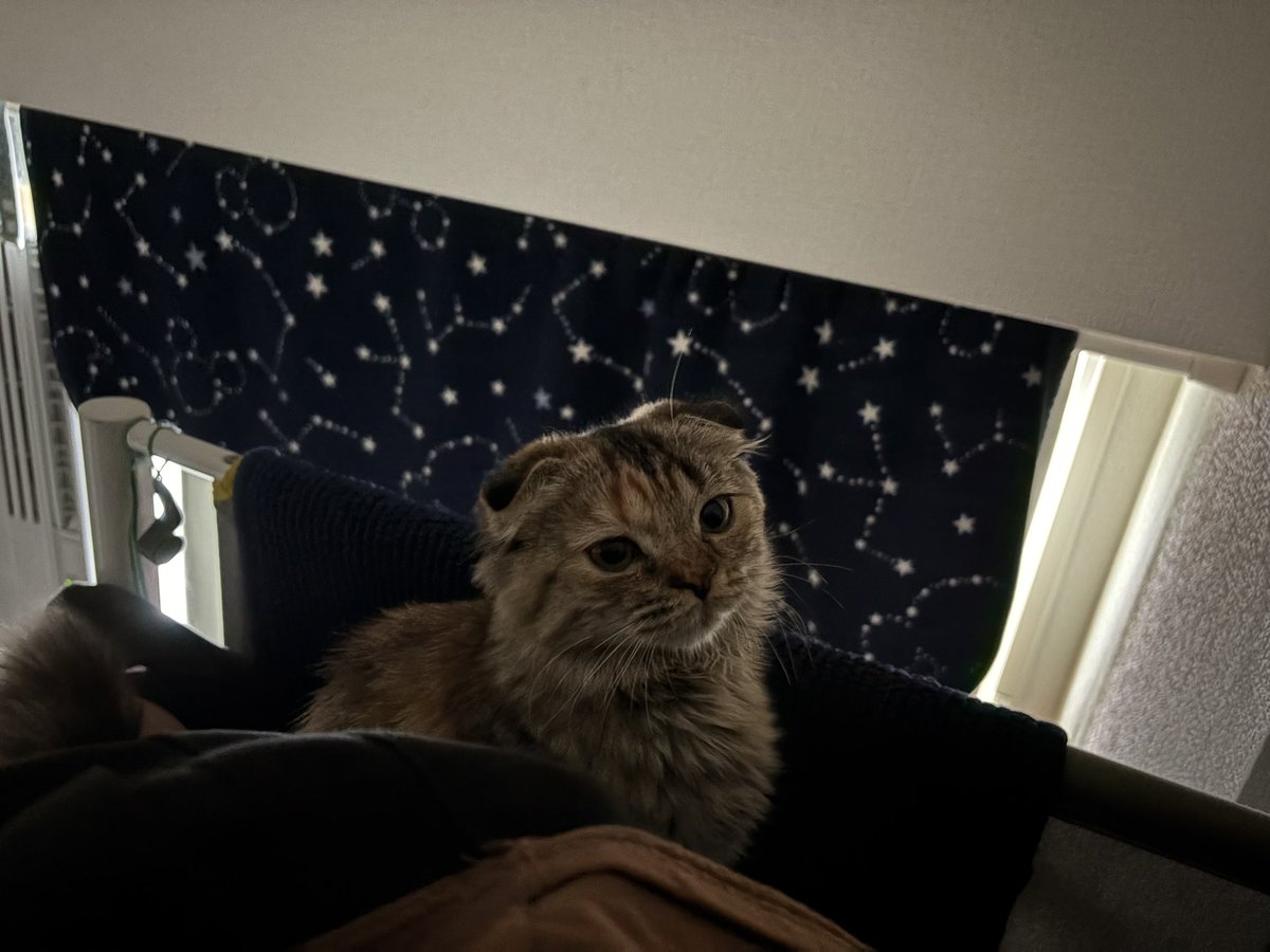 m5_yama's tweet photo. うちにはこんな猫がいます https://t.co/c5d57X45Te