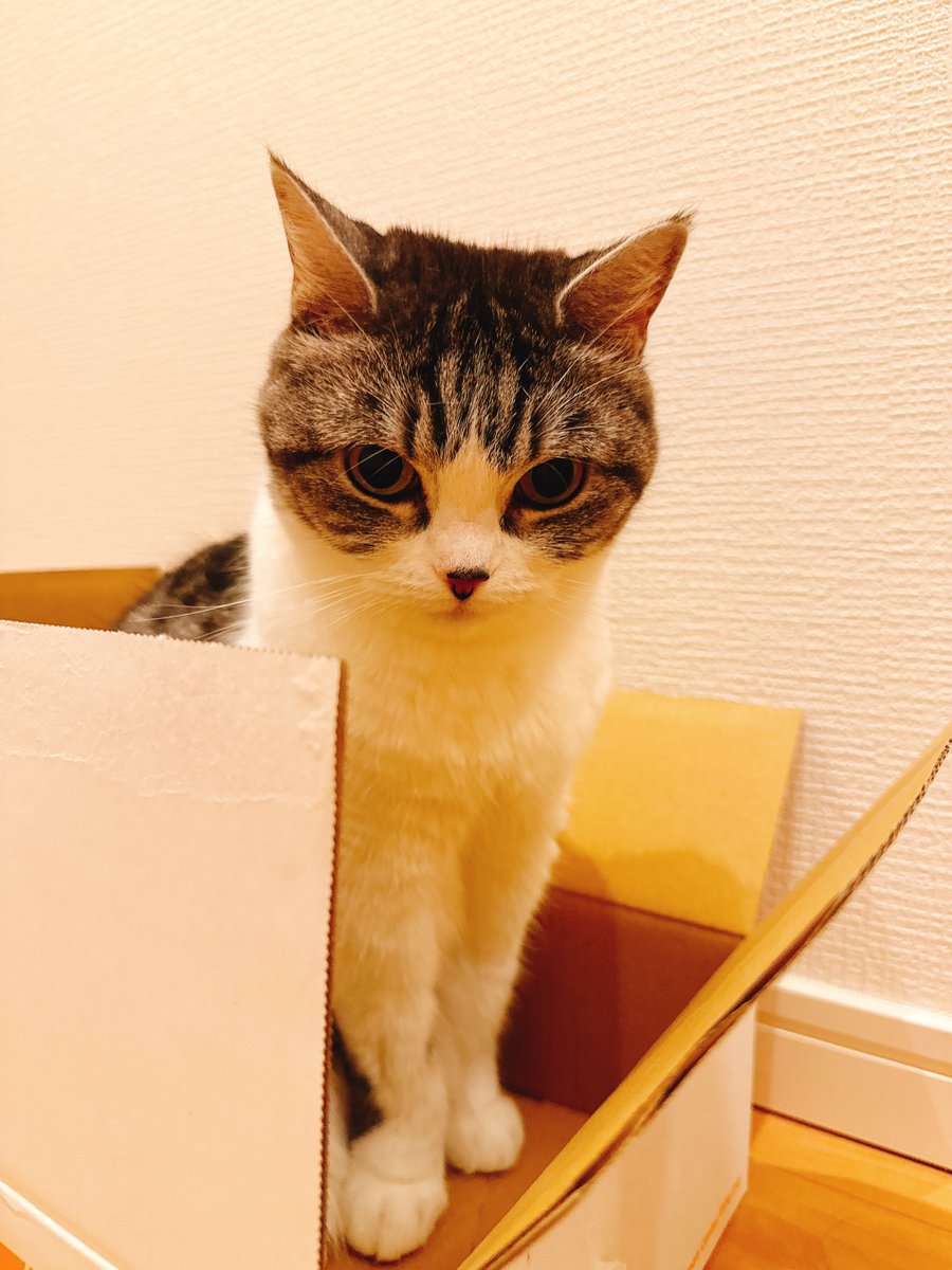 eoheoh_out's tweet photo. 今日のねこ https://t.co/Qdy9x8F0eS