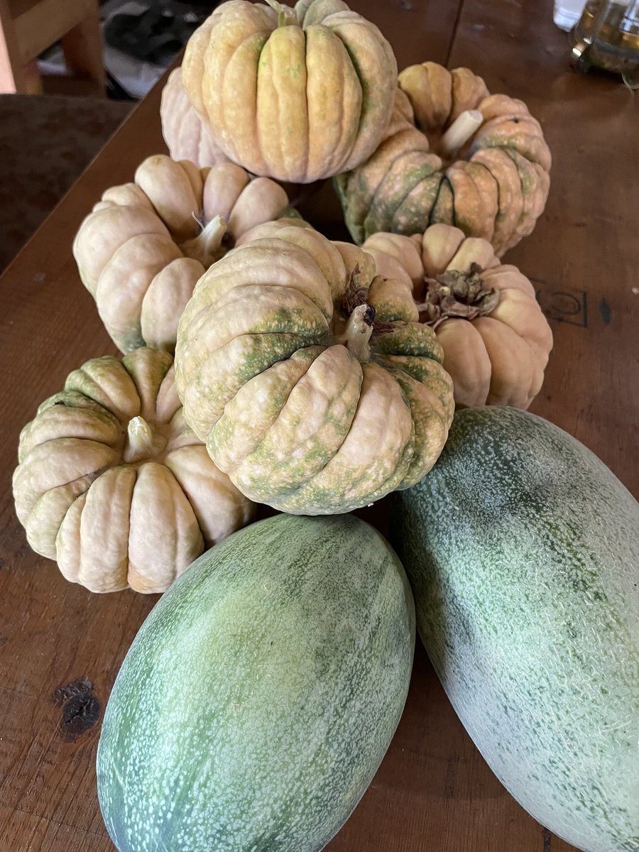 ltd_tocoto's tweet photo. 「勝間南瓜」と「玉造黒門白瓜」
#伝統野菜 #勝間南瓜 #玉造黒門白瓜 https://t.co/VNeFWGu8EO