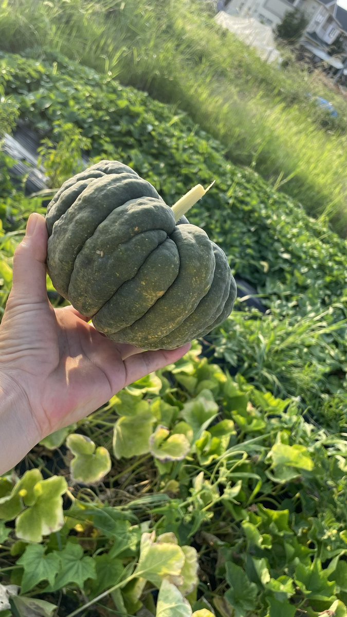 ltd_tocoto's tweet photo. 「勝間南瓜」と「玉造黒門白瓜」
#伝統野菜 #勝間南瓜 #玉造黒門白瓜 https://t.co/VNeFWGu8EO