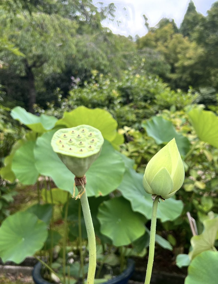 PerlaNera108's tweet photo. 2026年  8月 4日（火）
丙午年　乙未月　庚戌日
𓈒𓂂◌土用
𓈒𓂂◌旅行、結婚、リフォーム、会食に凶
⚪︎庚🟰更　戌🟰茂
更新する時ですね
無理・無駄を省いて
整理整頓をしましょう✨

体裁・外面や形式だけに
拘らないように😌 https://t.co/bT0bSFZgrV