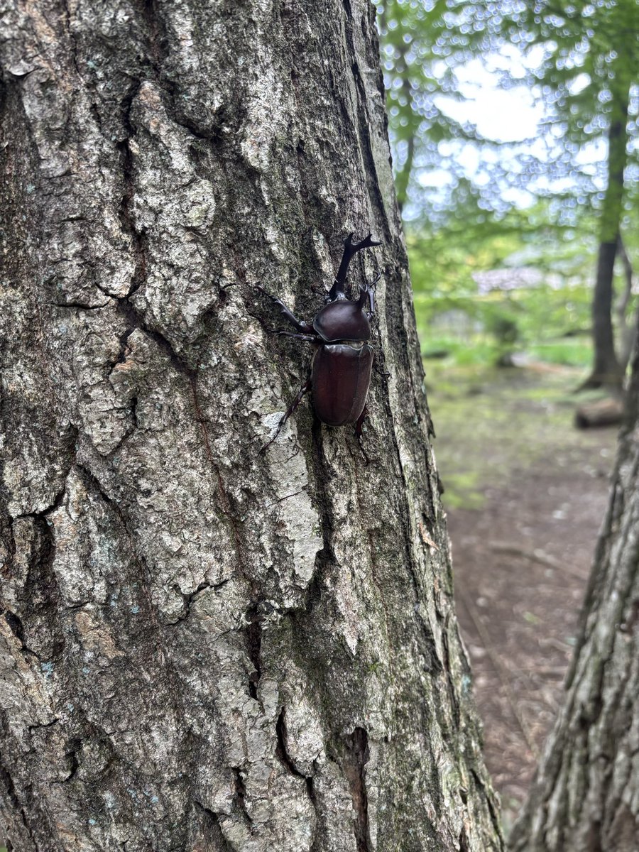 baymh77's tweet photo. カブトムシだ！ https://t.co/DKoEBPctGU