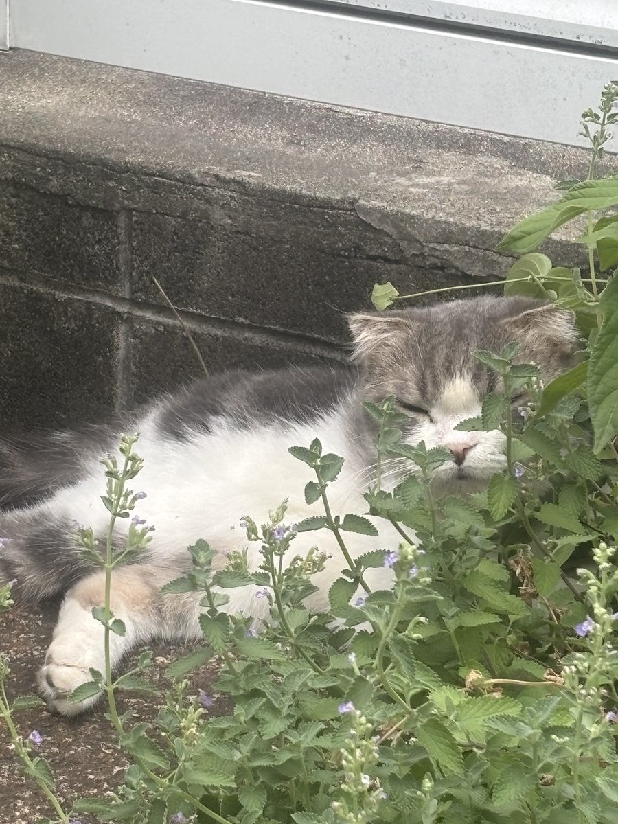 KOHAKU_CHACHA's tweet photo. 大好きなキャットミントに埋もれとウトウトするコハちゃん https://t.co/GI76grj4ZH