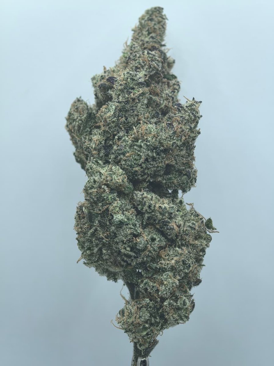 _ric4r20's tweet photo. Zz Bop 💿💨
Cultivada x @localpremiumx https://t.co/SZpdgrtFjM