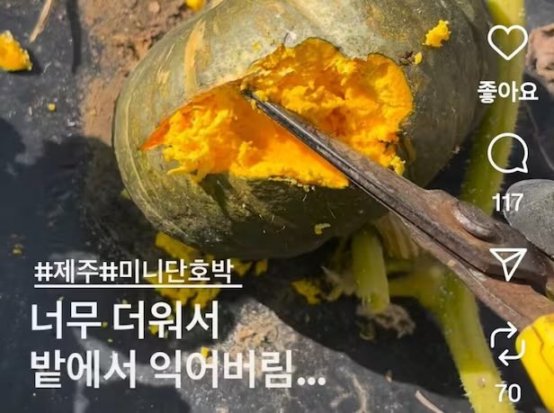 Mmmooottt__'s tweet photo. 작년에는 수확도 하지 않은 호박이 밭에서 익더니 올해는 나무에 달린 과일이 타고 있다고.. 

과수 일소(햇볕 데임) 이라는 표현을 처음 봤어 https://t.co/3G9N6lBAI3