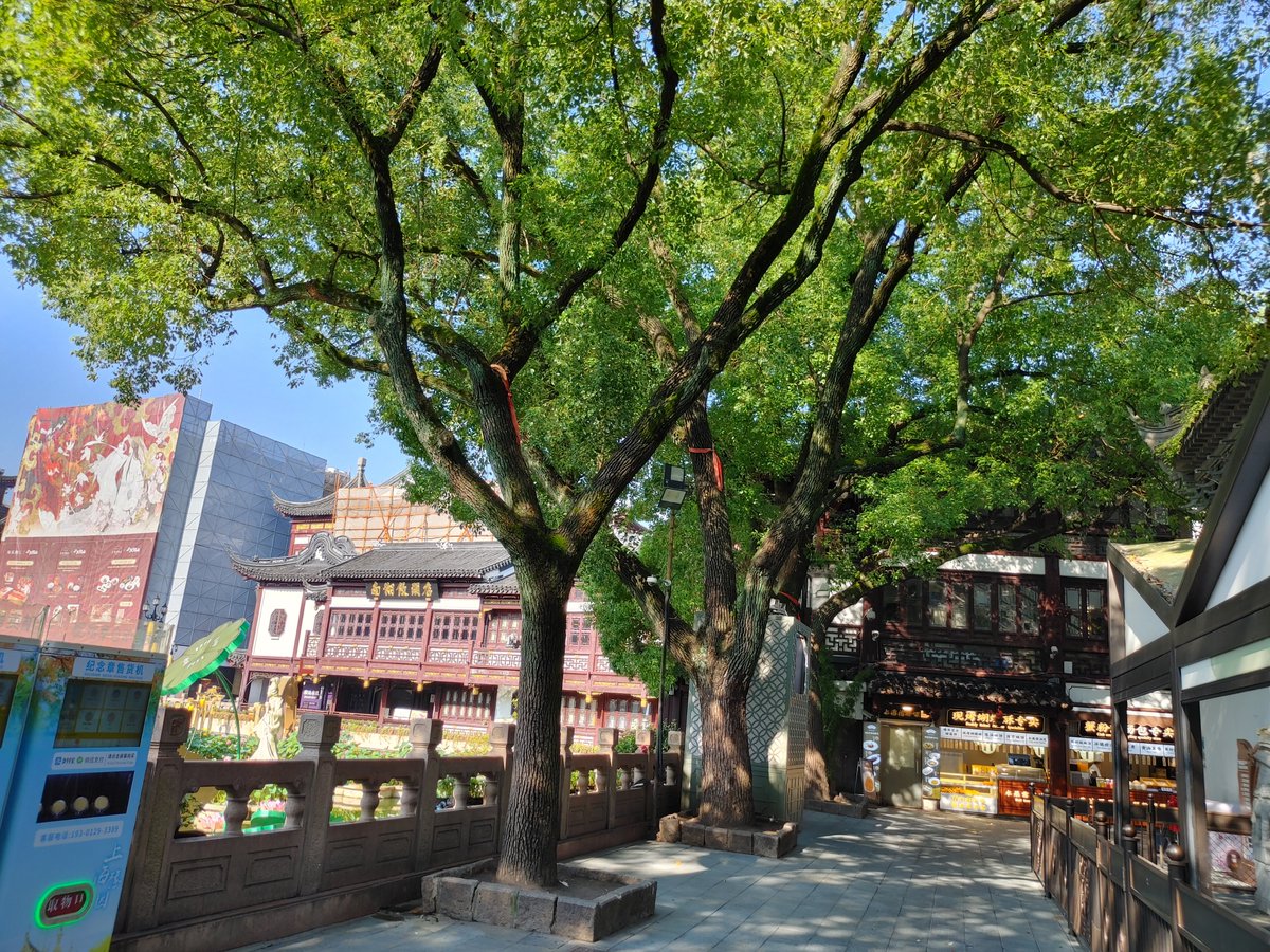 usapor77's tweet photo. 豫園(7:30過ぎ)各通路はまだ閉鎖されてますが一部通れるようになってて早朝探索。地元の人たちのみで人が少ないため写真撮り放題‼️早朝感漂う豫園はとても素晴らしかった。動画音出ますが人の声が入ってないのでそれも善き❤️ https://t.co/3Q0IkSFwpp