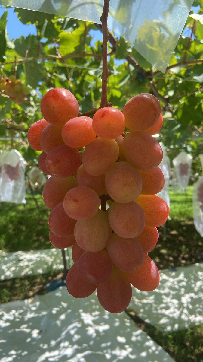 shimura_grapes's tweet photo. ちゃんとサンシャインしてる🌞 https://t.co/33X7ZmtpYY