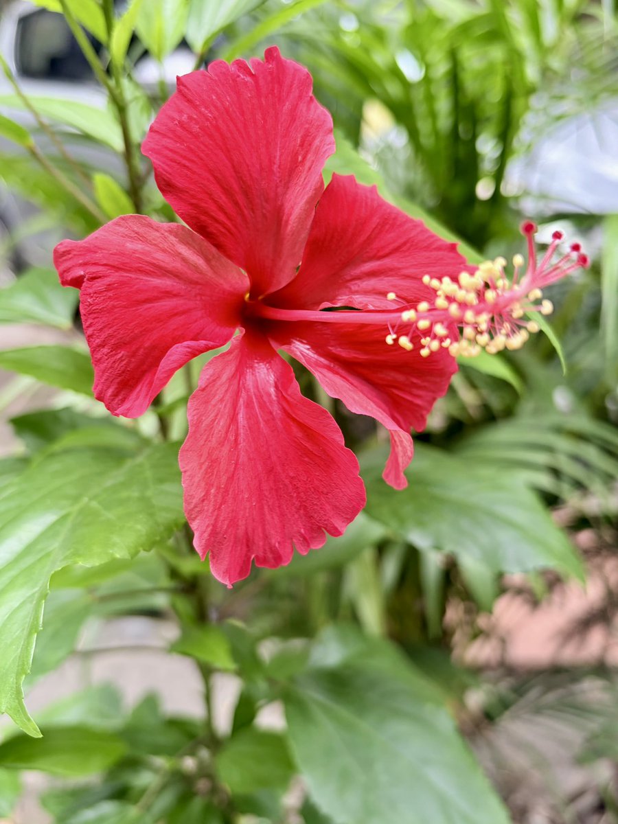 TyagiSohanveer's tweet photo. Good Morning to all 
@all #hibiscus #FlowerPhotography https://t.co/xw0pUvVhew