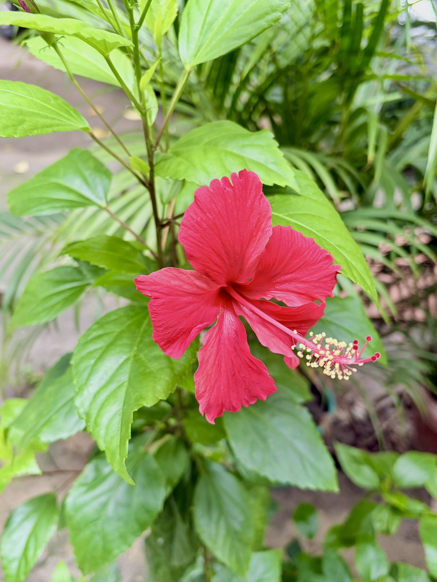 TyagiSohanveer's tweet photo. Good Morning to all 
@all #hibiscus #FlowerPhotography https://t.co/xw0pUvVhew