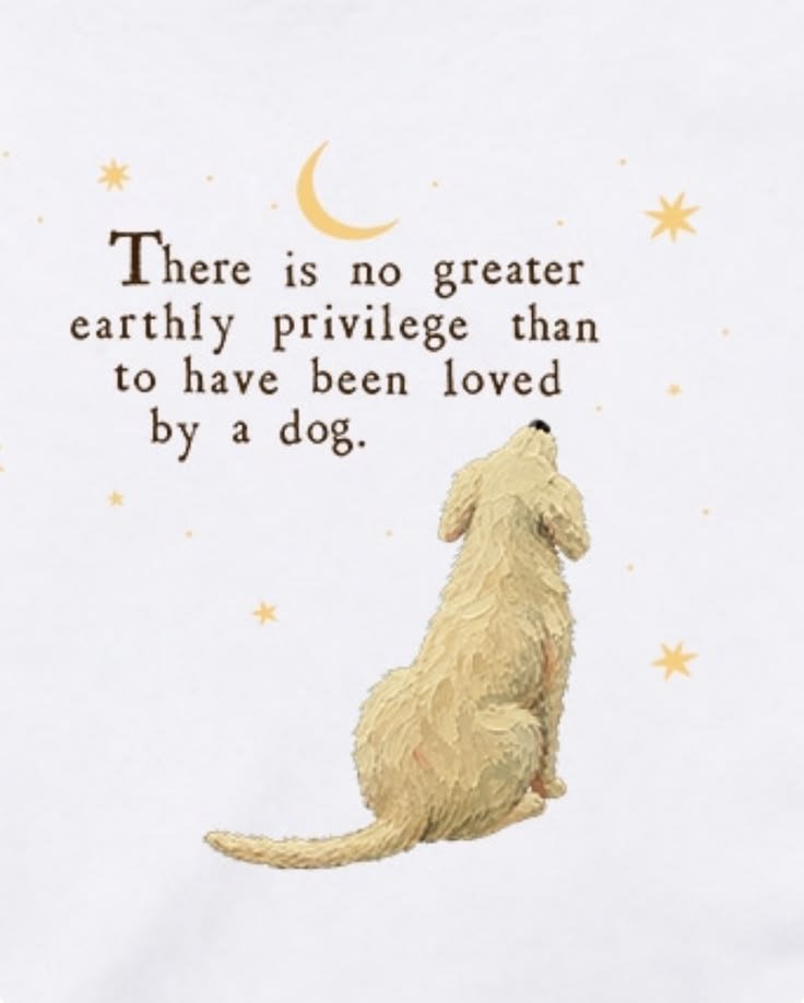 sluttyhound1's tweet photo. Dogs love is the best.🐾❤️ 
https://t.co/kaA0YqPsBN https://t.co/Vbv9GQE2Wh