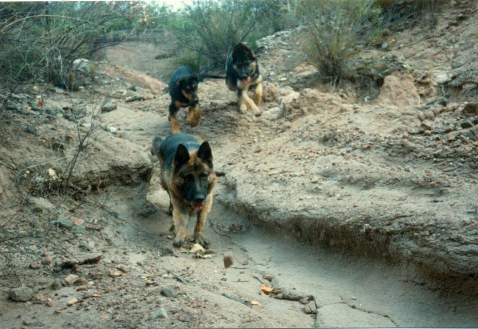 fedehenrig's tweet photo. Amor Animal https://t.co/gtOthozojx