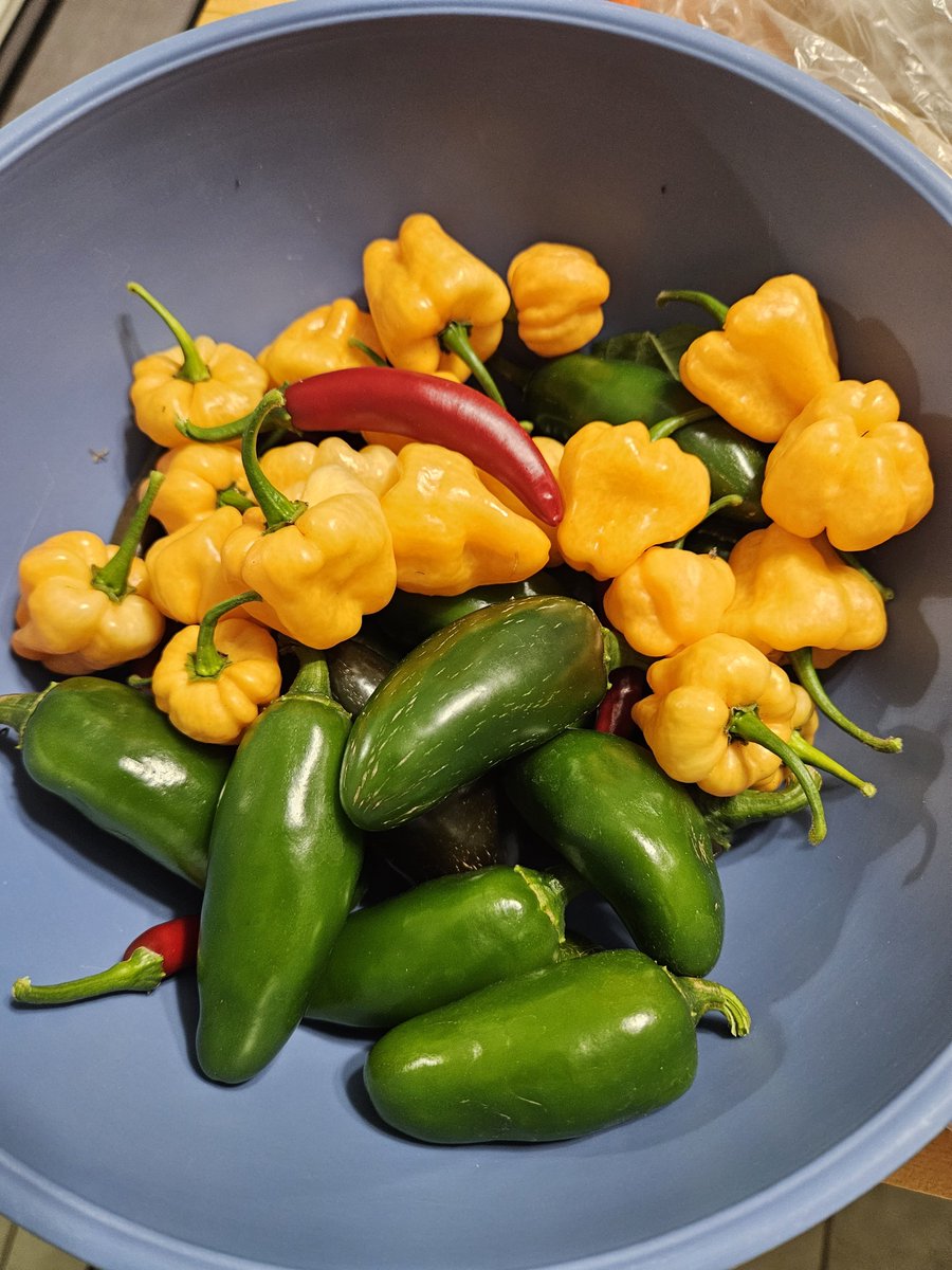 Nited04's tweet photo. Just a little spicy. I need to get tomatoes to make some salsa. https://t.co/OYtj1uv8SV