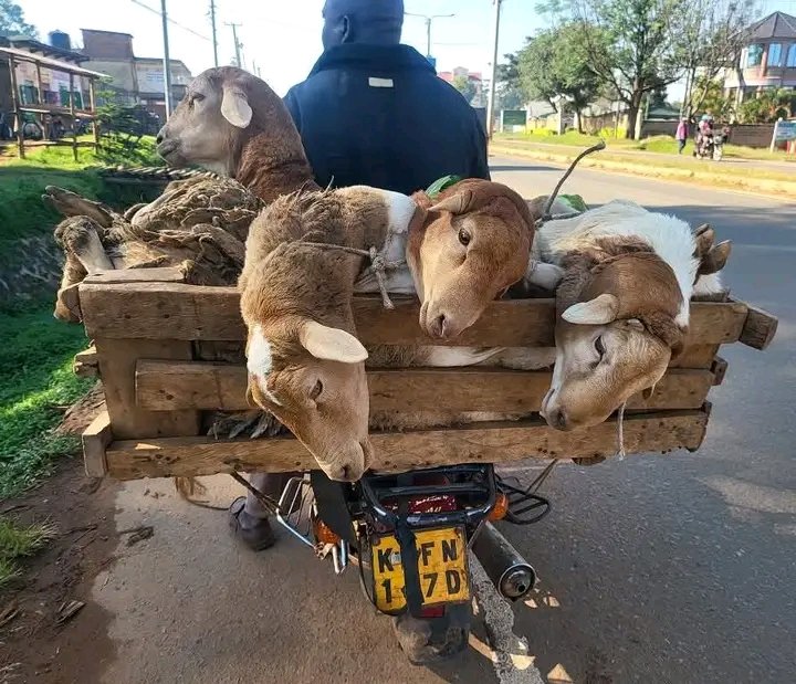 Joseph3Sengendo's tweet photo. Animal abuse has to be punished in every community no excuse nor bribe https://t.co/3Uxp2NtR7O