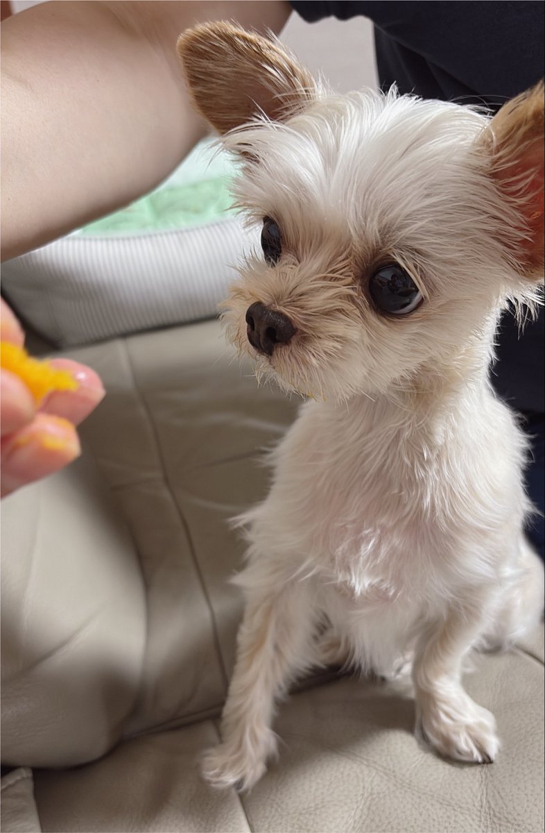 green_beean's tweet photo. 단호박 보고 눈이 엄청나게 커짐 https://t.co/B5oX7hcAWn