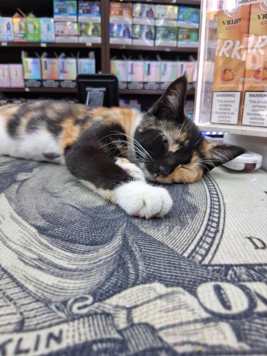 Bodegacats_'s tweet photo. https://t.co/RrQyuVIb4S