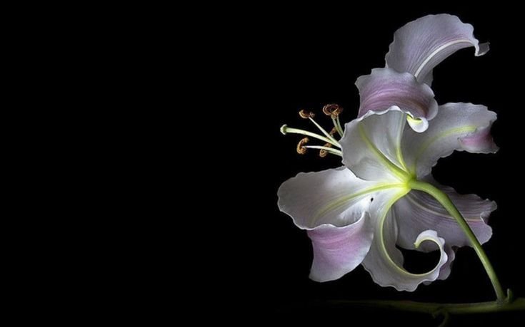 gardeniavibe's tweet photo. https://t.co/QSRuTc8IRk