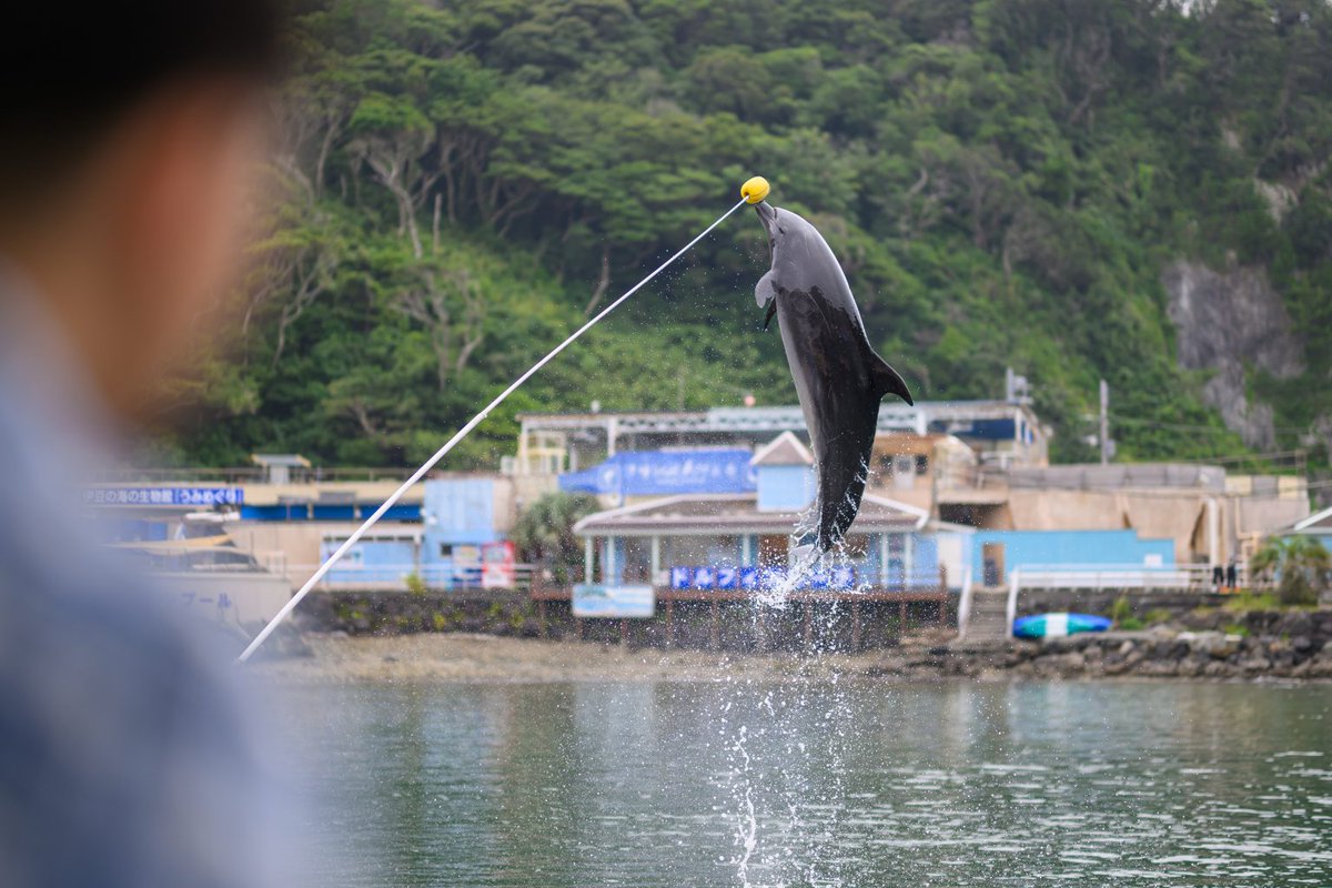 mapcamera's tweet photo. 【今日のおすすめ新着記事】

『【Nikon】最新デジタルと伝統のフィルムで辿るニコンの美学。半世紀の時を越えて共鳴する「写真」の魅力』
https://t.co/ofVrJnkY4m

創業祭にあわせて毎年お届けしている、マップカメラスタッフによる特別企画。2026年のテーマは「夏旅」です🧳
Nikonを愛するスタッフが、デジタルとフィルムの2台で海を撮りに行ってまいりました🌊

✅安心してお買い物できるマップカメラのサービス一覧はこちら
https://t.co/cOC2Ml5BXM
✅LINEの友だち登録・ID連携でオトクな情報を配信中 
https://t.co/lSL4u2zcKI