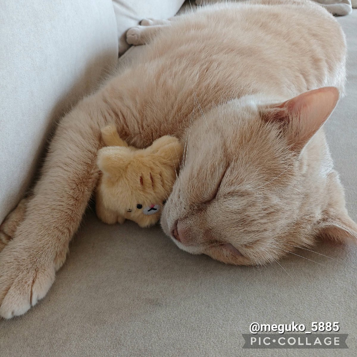 meguko_5885's tweet photo. こねこちゃんのぬいぐるみと一緒に寝るチャイちゃん🐱🐱💤

#ながしっぽのチャイ
#猫のいる暮らし https://t.co/gNrWW0ApMK