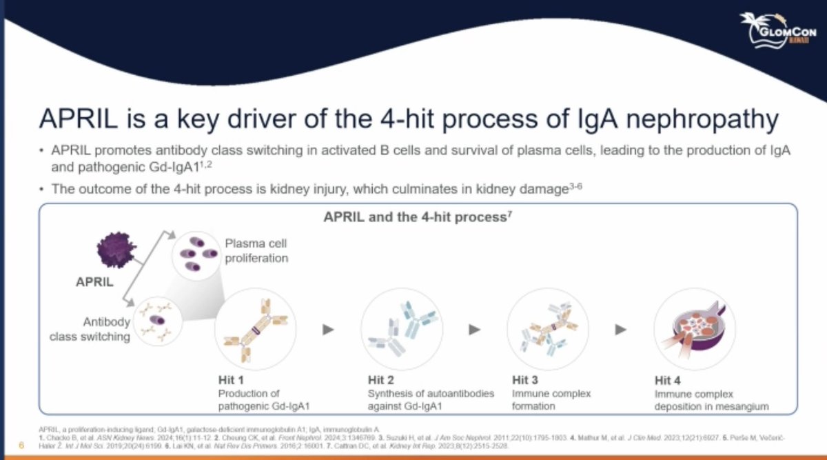 CristinaDeReins's tweet photo. 🧵 1/
From #GlomConHawaii LBCT 1st session: eGFR results at 24 months from VISIONARY trial by @DanaRizk1 

💡Main question: Does sibeprenlimab preserve kidney function in IgAN?

Reminder by @VladoPerkovic 
📍Sibeprenlimab inhibits APRIL, reducing pathogenic Gd-IgA1 production
📍VISIONARY was a ph 3 RCT, N=510; sibeprenlimab 400 mg SC vs placebo