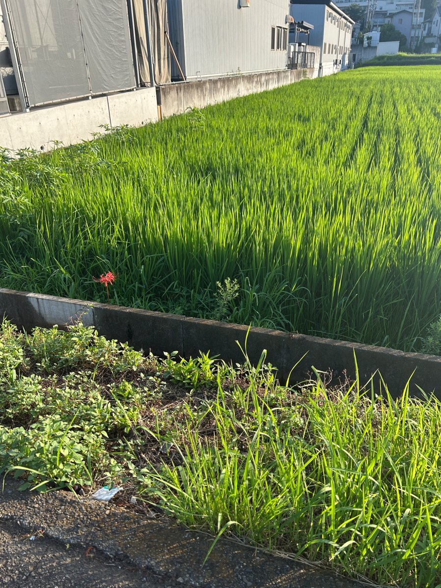 First_KURUO's tweet photo. 今ってヒガンバナの季節だっけ
有識者教えてください https://t.co/X8Vwr3cw3g