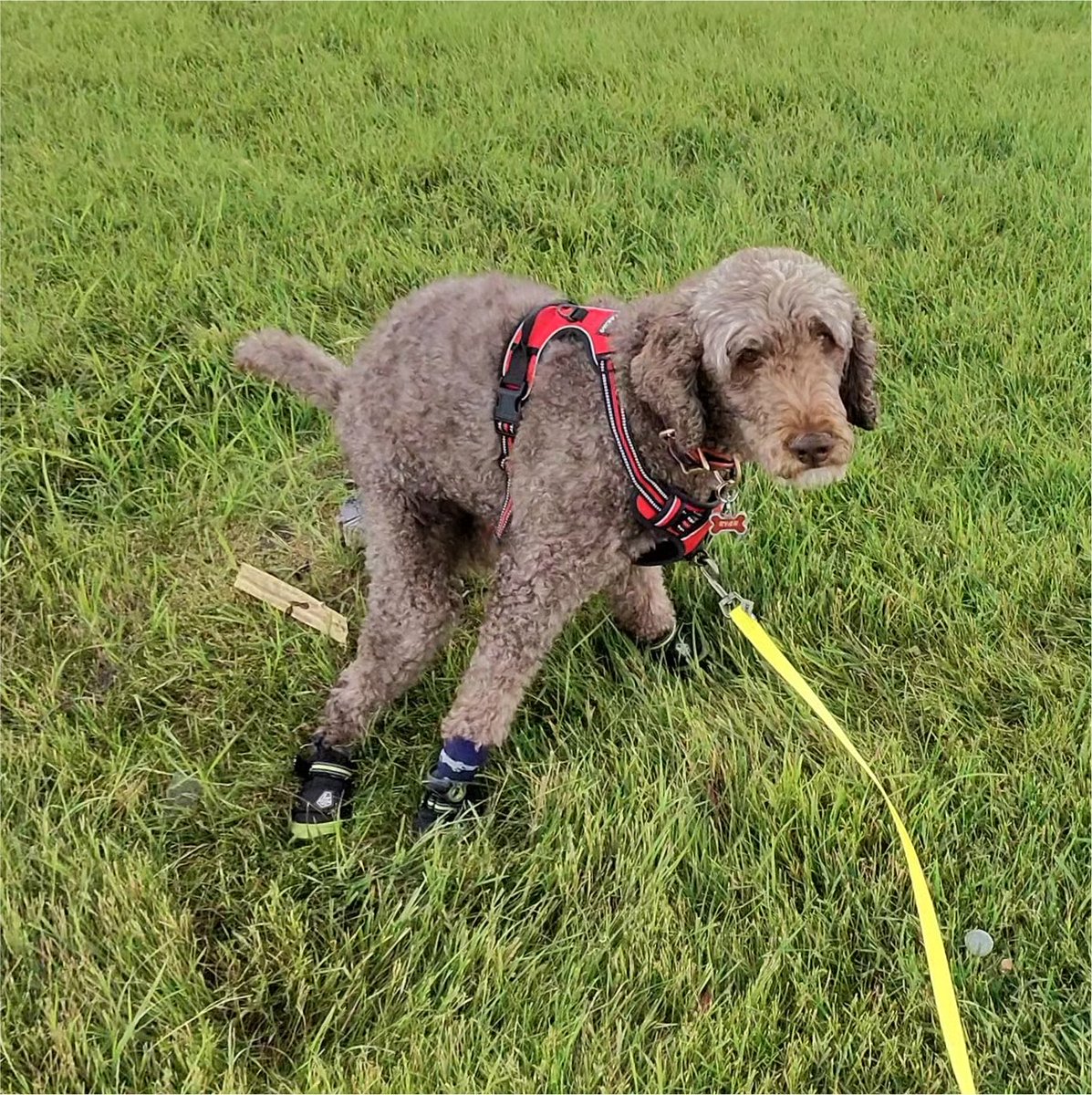 Ryan_the_Spoo's tweet photo. Under there… is a tree stump… sooooo, I still win in the #bushpoop contest today! #spoo #spooinboots #spooper although the poopie wasn’t the prettiest… dad still saved it. https://t.co/nOLnXbA6Ou