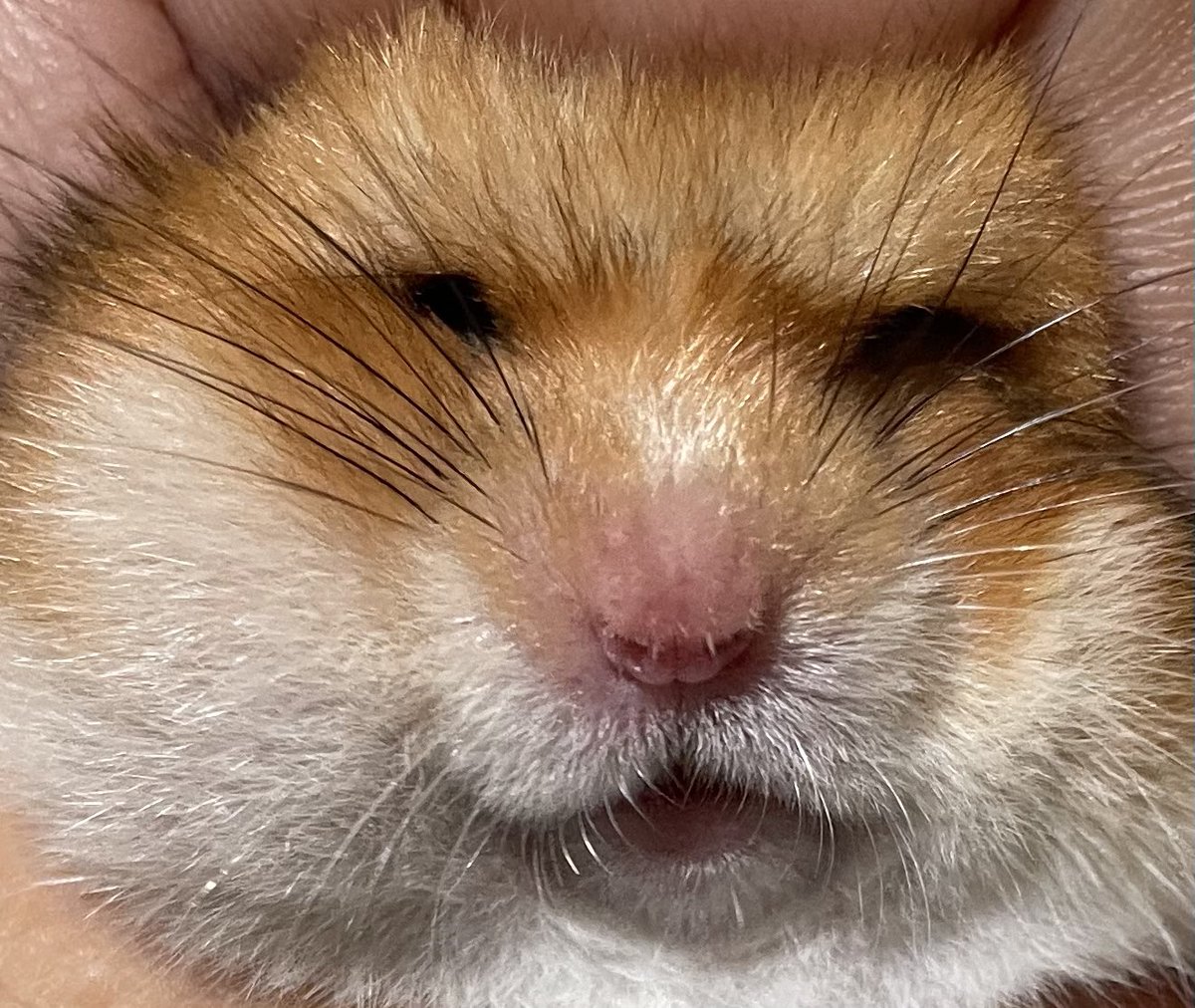 Yurika3G's tweet photo. 🐹飼い主に捕まりました https://t.co/sOQImXJiD4