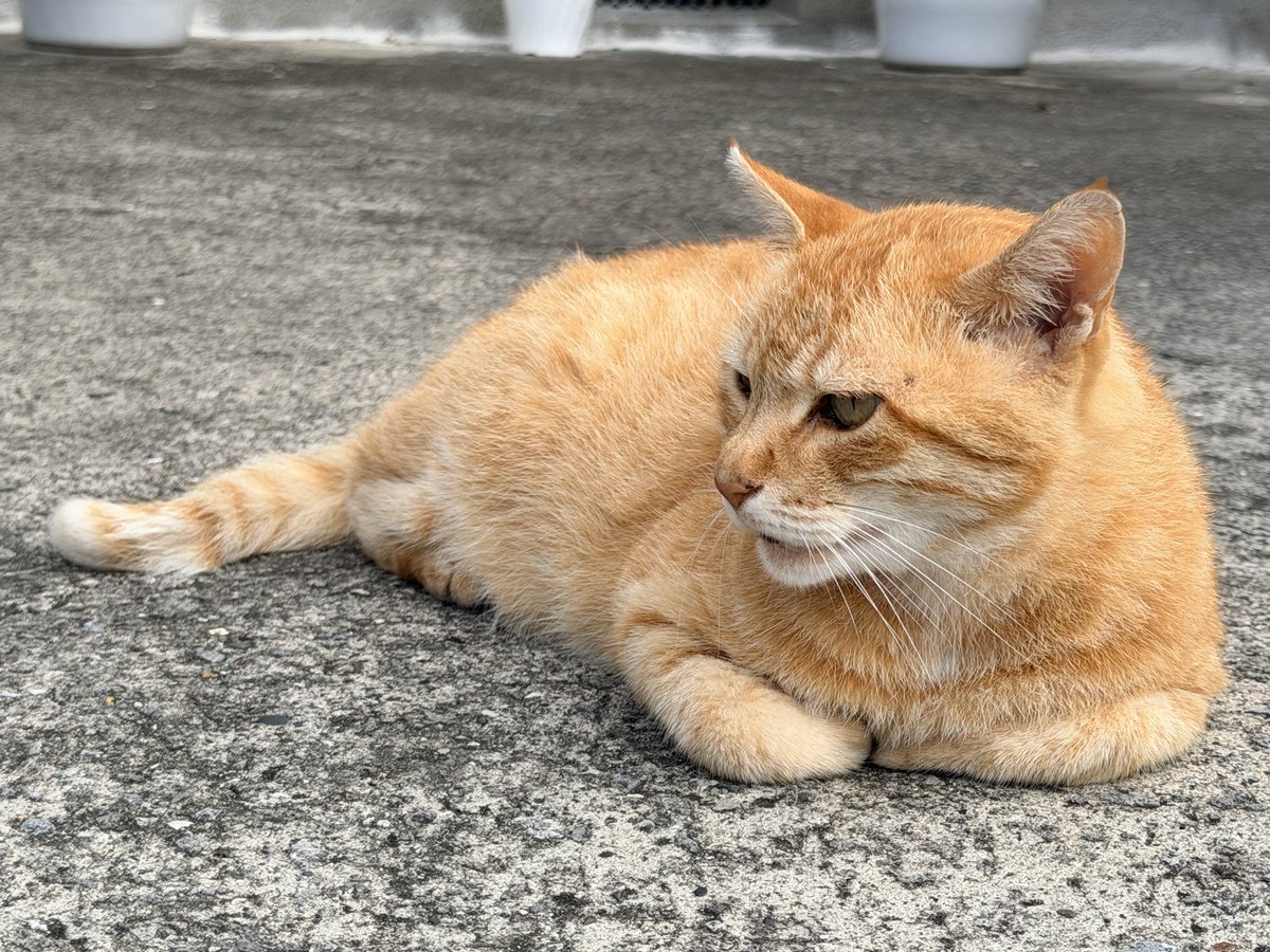 今朝のにゃんこ🐈