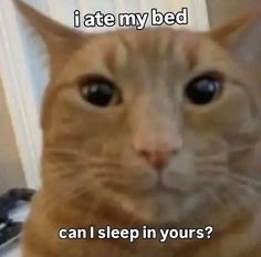 sillymeow4u's tweet photo. https://t.co/oeeduSTc6r