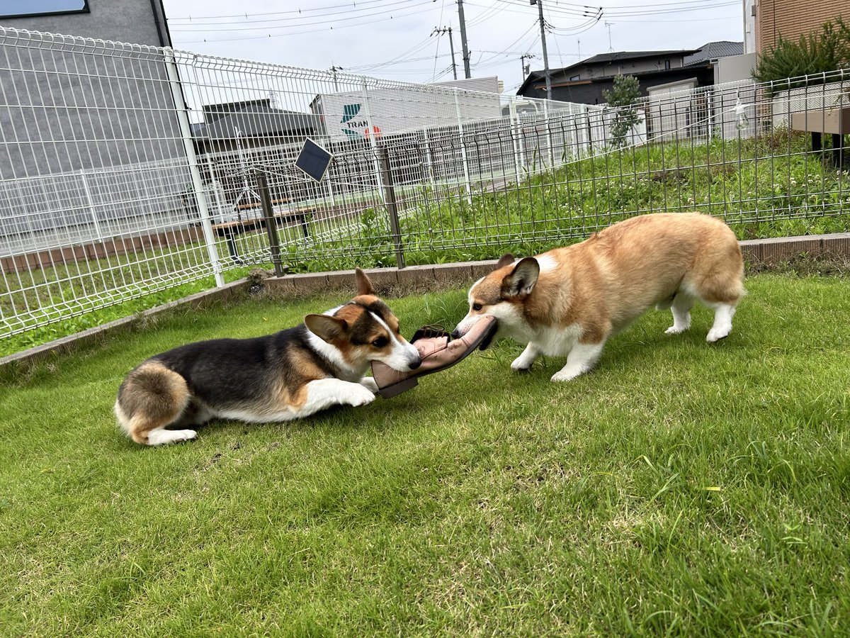 2525_hanamaru_'s tweet photo. @09231007 ありがとうございます😊
2人仲良く過ごしますー！ https://t.co/icNvq7fBZH