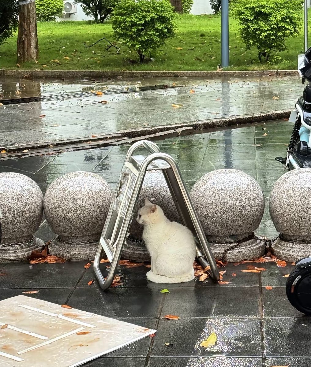 tmszhjh88's tweet photo. The cat finds shelter from the rain https://t.co/QuAcCjSlQG