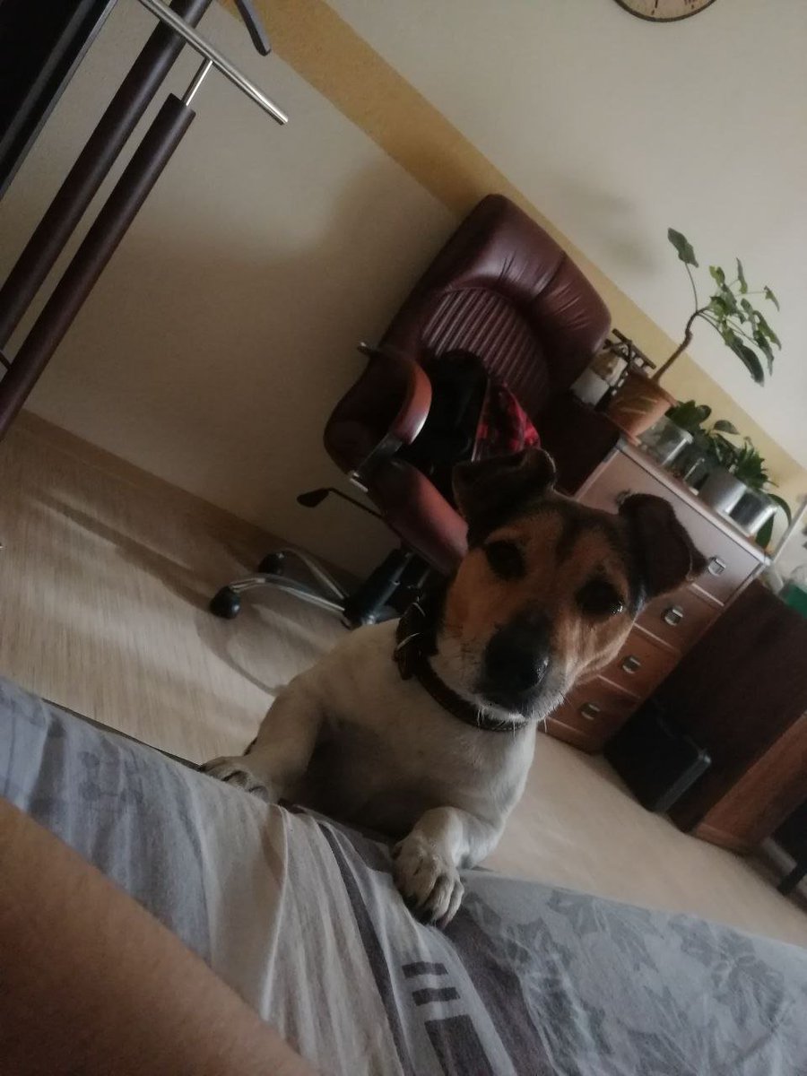 LunarAmity's tweet photo. You was my doggo and you'll forever be.
It's been 7 months and I miss you like I would miss air. 
I love you, my boy. And god, I miss you. https://t.co/iI3Tl0XDCR