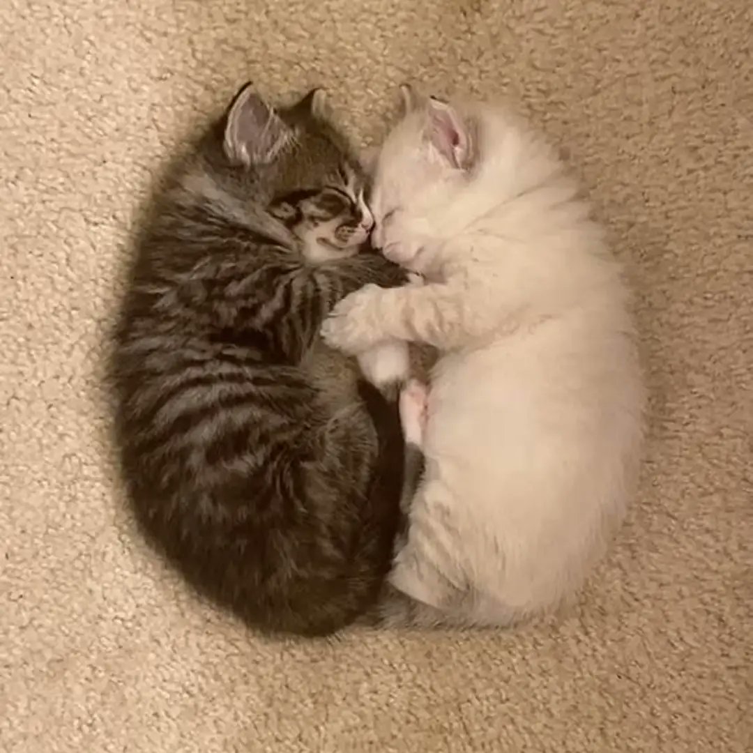 catsworldaura's tweet photo. https://t.co/ysspKbi7Yp