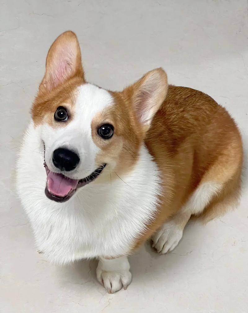 Soe09523726's tweet photo. My fluffy puppy just hit 6 months old today!  He went from a tiny, wiggly peanut to a full of energy little adventurer who already knows 3 tricks—best milestone ever for my fur baby! https://t.co/h1Ryyqde7l