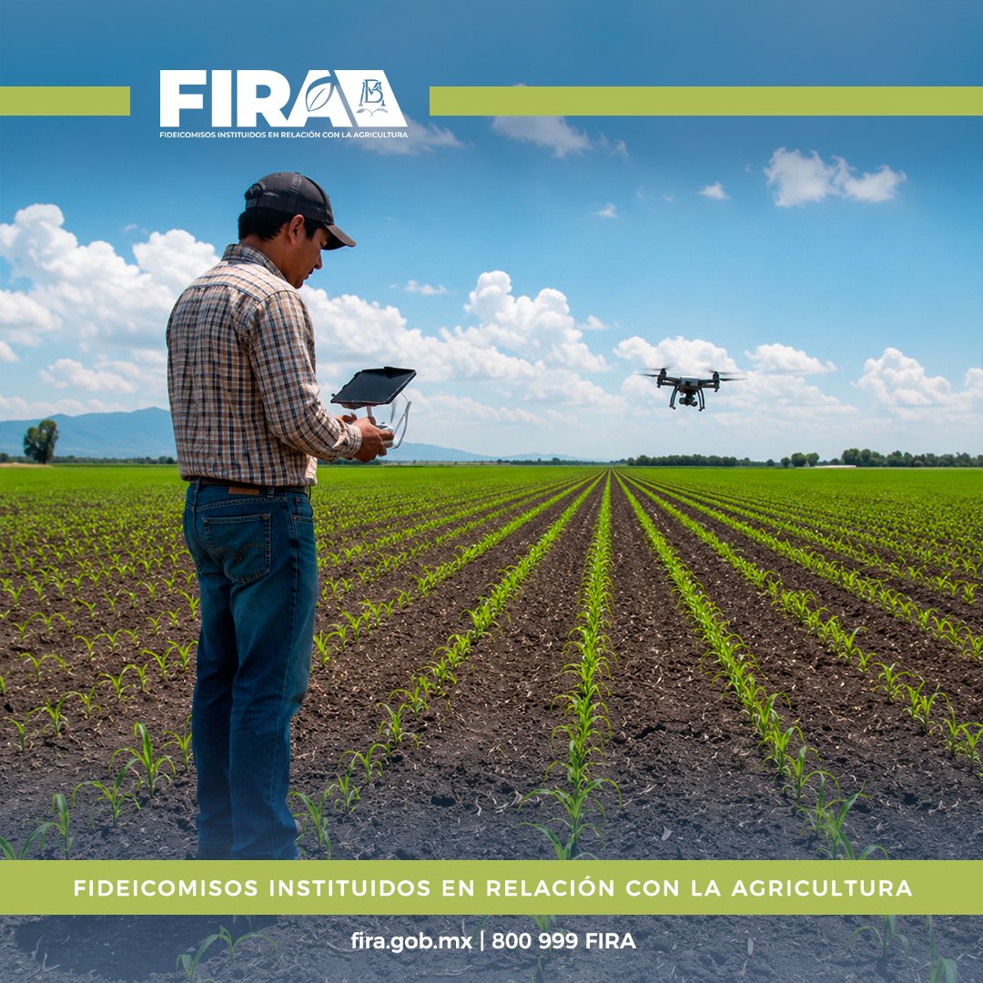FIRA_Mexico's tweet photo. La Agricultura 4.0 impulsa tecnologías digitales para mejorar la toma de decisiones, optimizar recursos y fortalecer procesos productivos más eficientes en el campo. 

Conoce más en: https://t.co/sKQC8Amc2U 

#FIRAContigo https://t.co/tpLwhTII3U