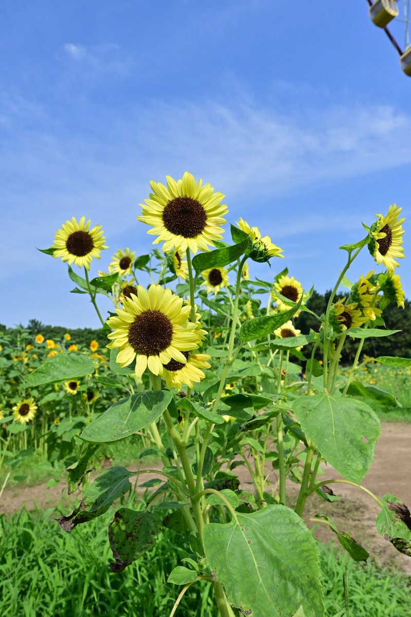 miyasan7900's tweet photo. おはようございます😊
葛西臨海公園のひまわり🌻
.
スーパーの米が少し安くなって
喜んでおります
.
今日もよい一日になりますように
.
#向日葵 
#葛西臨海公園 
#TLを花でいっぱいにしよう https://t.co/TDdihqZYkF