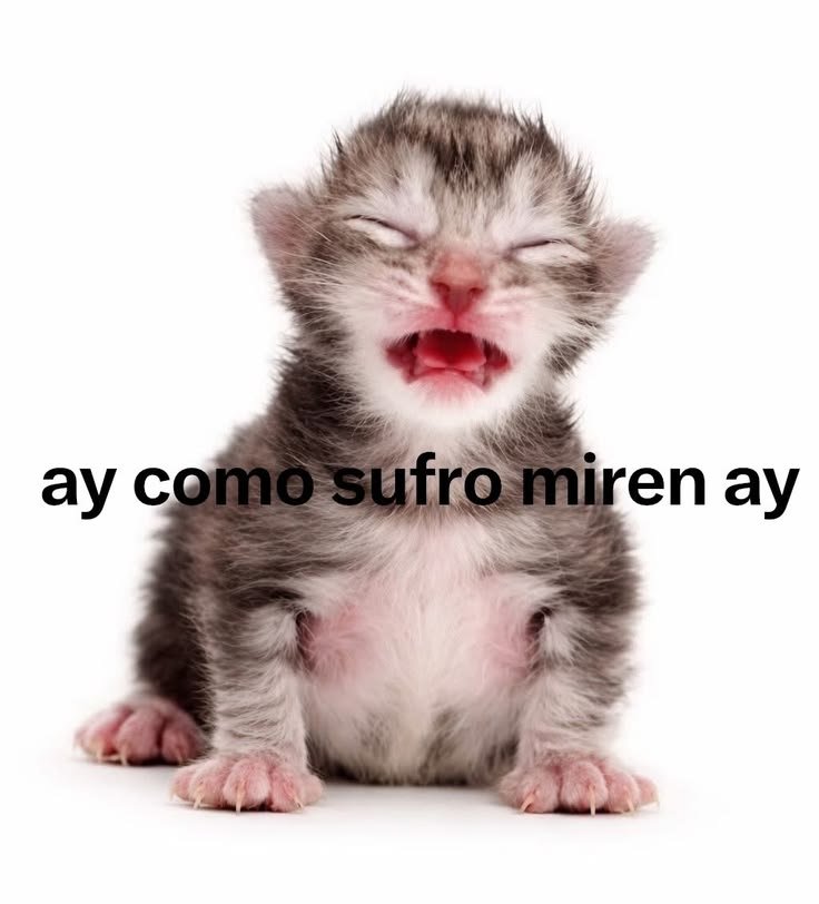 Braii04's tweet photo. @IsaEvermore13 El boludito cuando le responden de la misma forma https://t.co/a7RzvdglxW