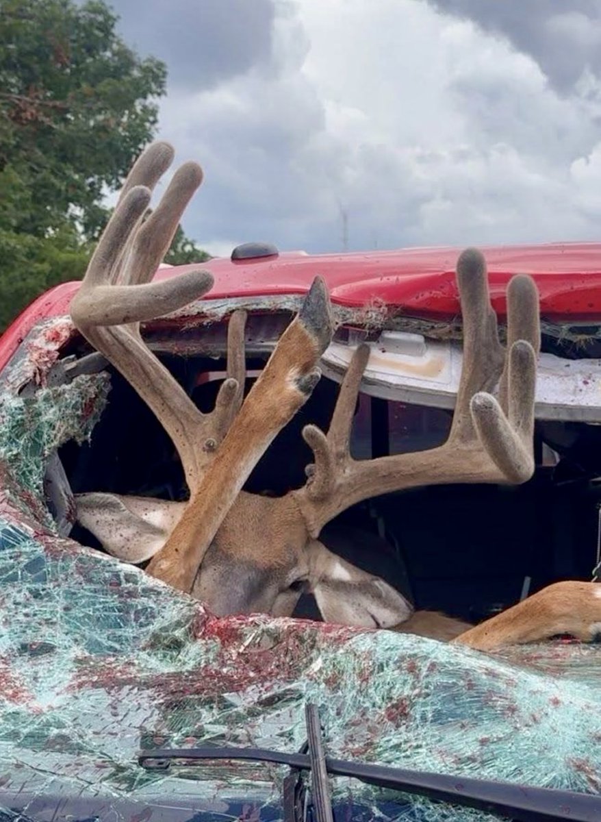 OUTDChannel's tweet photo. And just like that, your target buck and truck are GONE!!!

📸Buckmaster https://t.co/c71Zrt3zwx